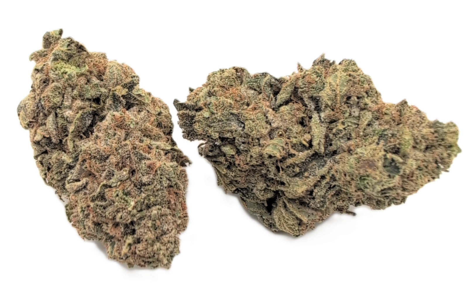 critical cheese strain critical cheese strain